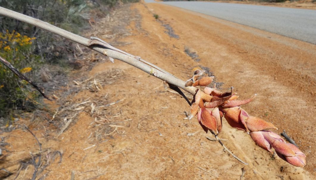Dall''Australia (WA): alberi sopravvissuti ad un incendio