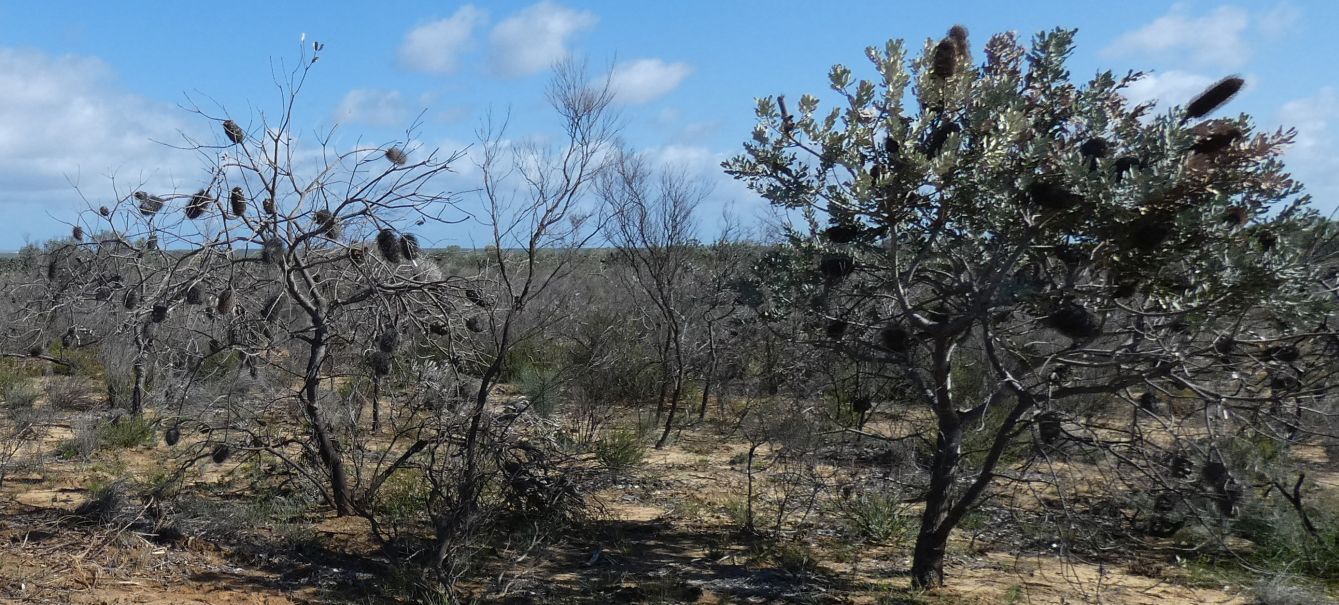 Dall''Australia (WA): altri testimoni di un incendio