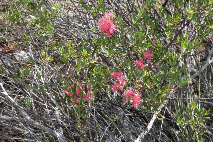 Dall''Australia(WA): Melaleuca fulgens steedmanii (Myrtaceae)