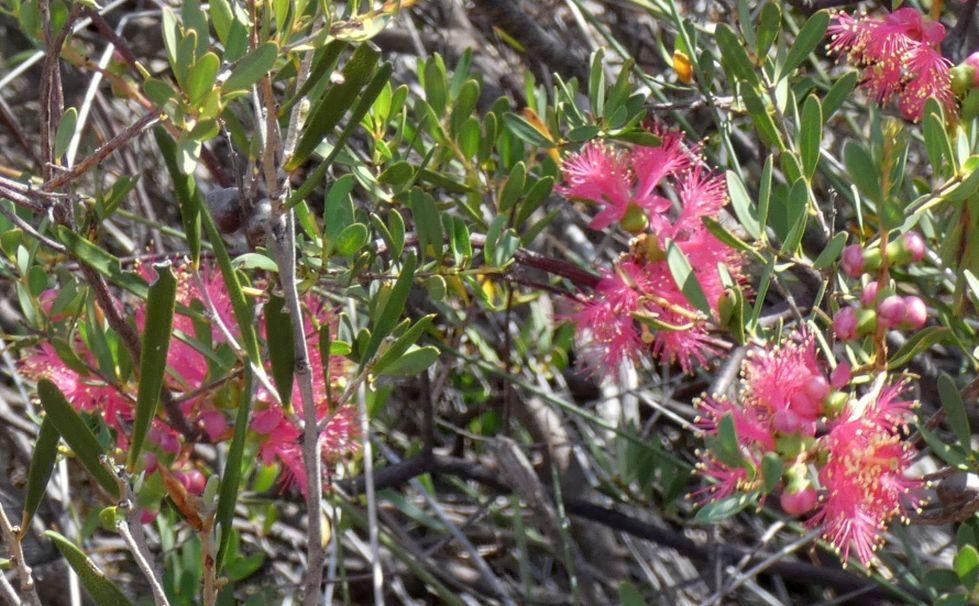 Dall''Australia(WA): Melaleuca fulgens steedmanii (Myrtaceae)