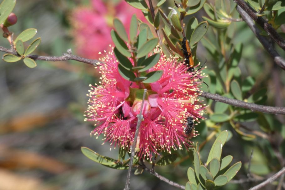 Dall''Australia(WA): Melaleuca fulgens steedmanii (Myrtaceae)
