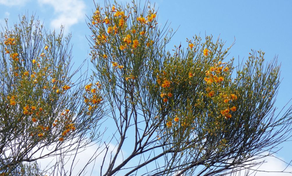 Dall''Australia (WA): Jacksonia sternbergiana (Fabaceae)