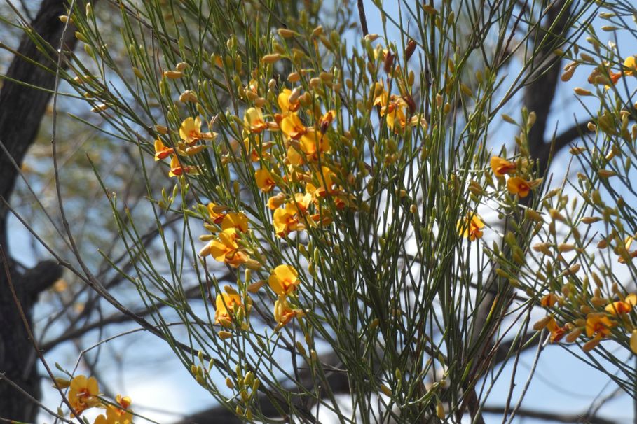 Dall''Australia (WA): Jacksonia sternbergiana (Fabaceae)