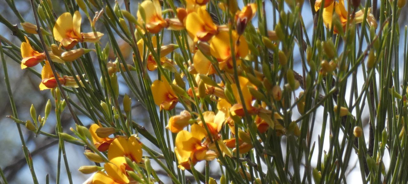 Dall''Australia (WA): Jacksonia sternbergiana (Fabaceae)