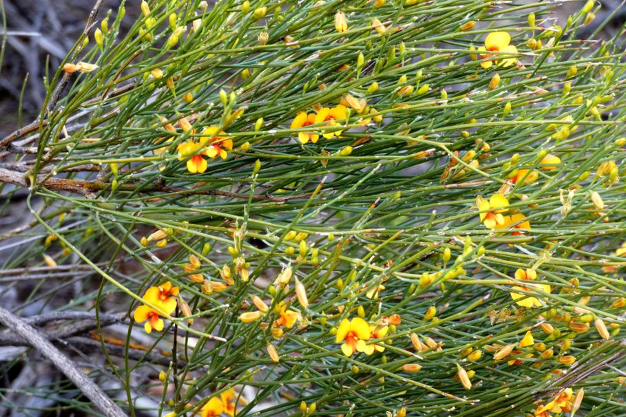 Dall''Australia (WA): Jacksonia sternbergiana (Fabaceae)
