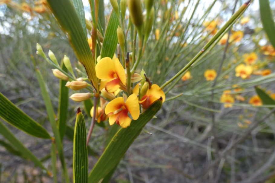 Dall''Australia (WA): Jacksonia sternbergiana (Fabaceae)