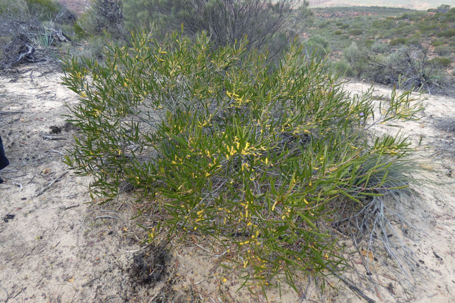 Dall''Australia (WA): Acacia oldfieldii (Fabaeae)