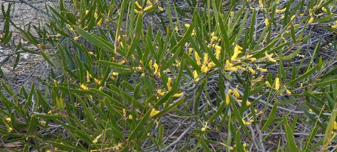 Dall''Australia (WA): Acacia oldfieldii (Fabaeae)