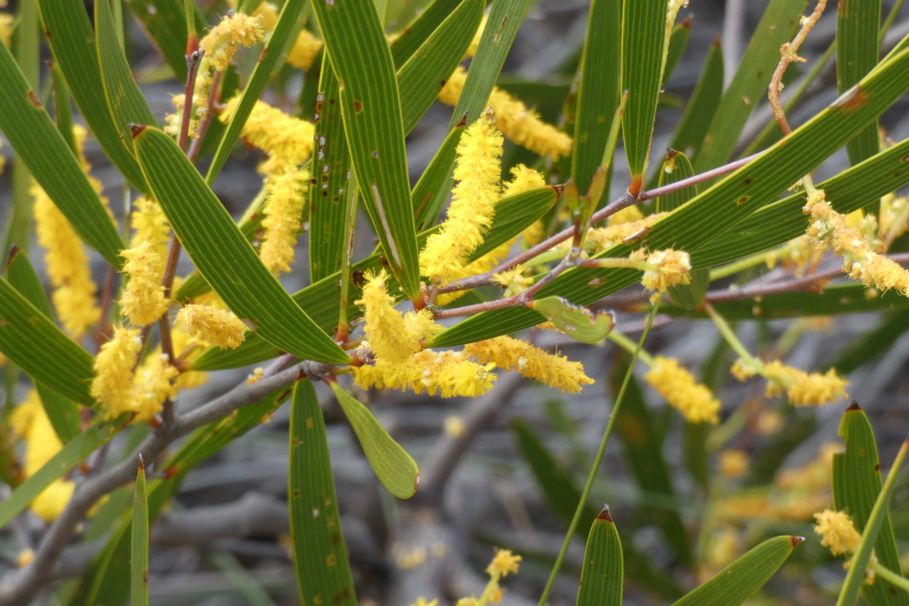 Dall''Australia (WA): Acacia oldfieldii (Fabaeae)