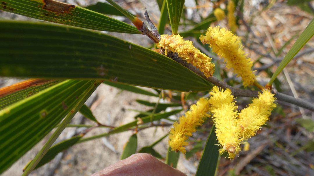 Dall''Australia (WA): Acacia oldfieldii (Fabaeae)