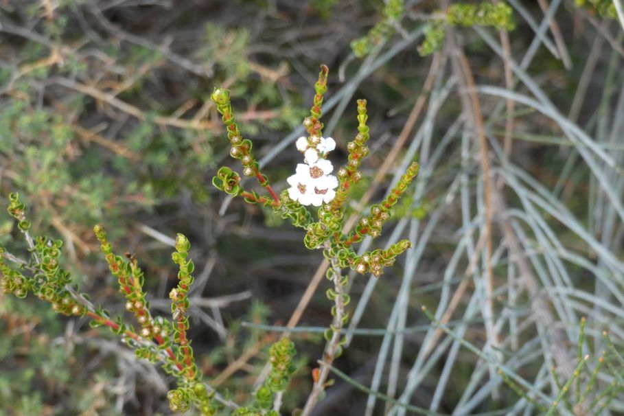 Dall''Australia (WA): Baeckea pentagonantha (Myrtaceae)