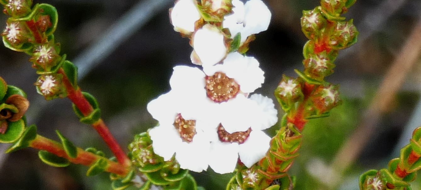 Dall''Australia (WA): Baeckea pentagonantha (Myrtaceae)