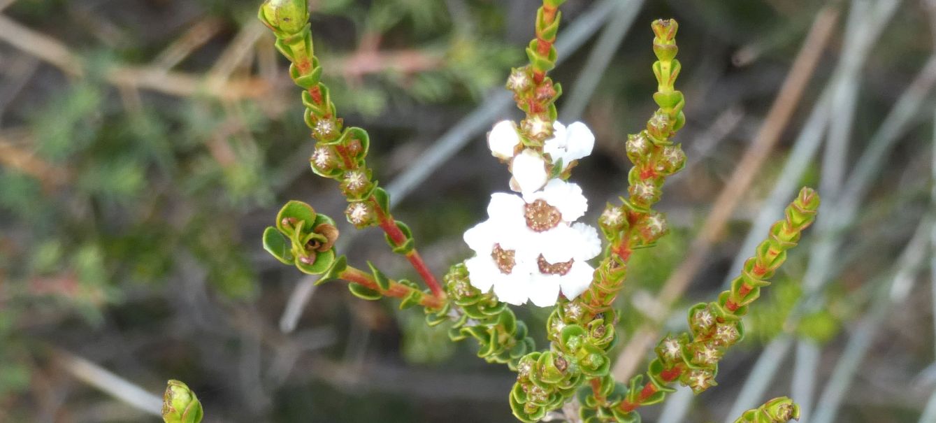 Dall''Australia (WA): Baeckea pentagonantha (Myrtaceae)