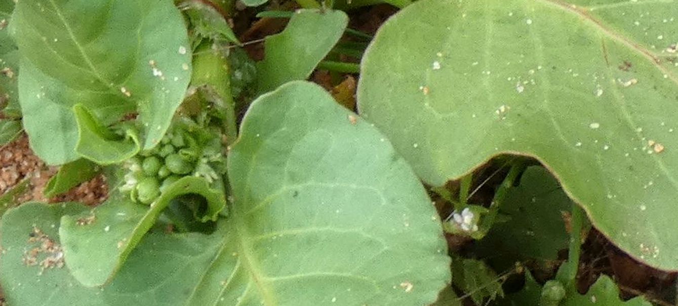 Dall''Australia (WA): Rumex hypogaeus (Polygonaceae)