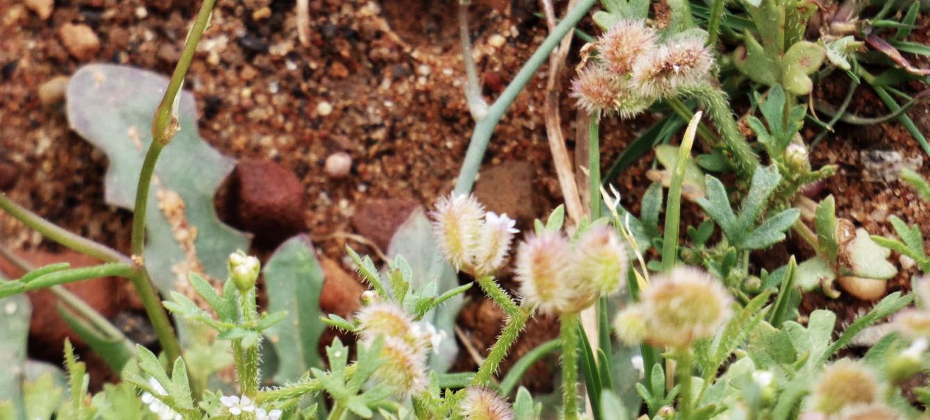 Dall''Australia (WA): Trachymene pilosa (Araliaceae)