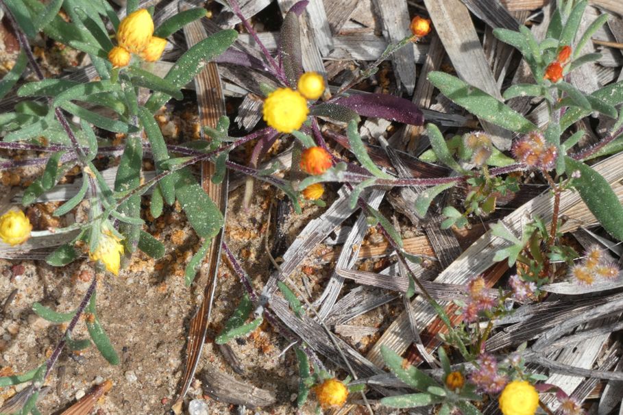 Dall''Australia (WA):  Waitzia acuminata (Asteraceae)