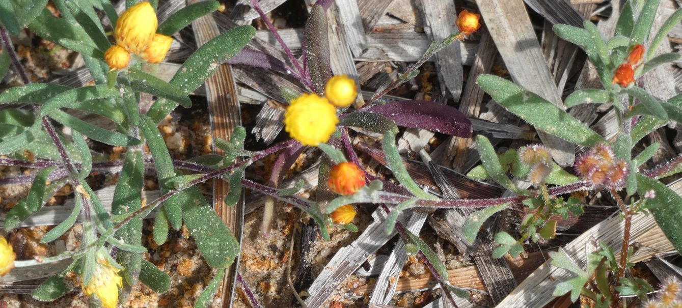 Dall''Australia (WA):  Waitzia acuminata (Asteraceae)
