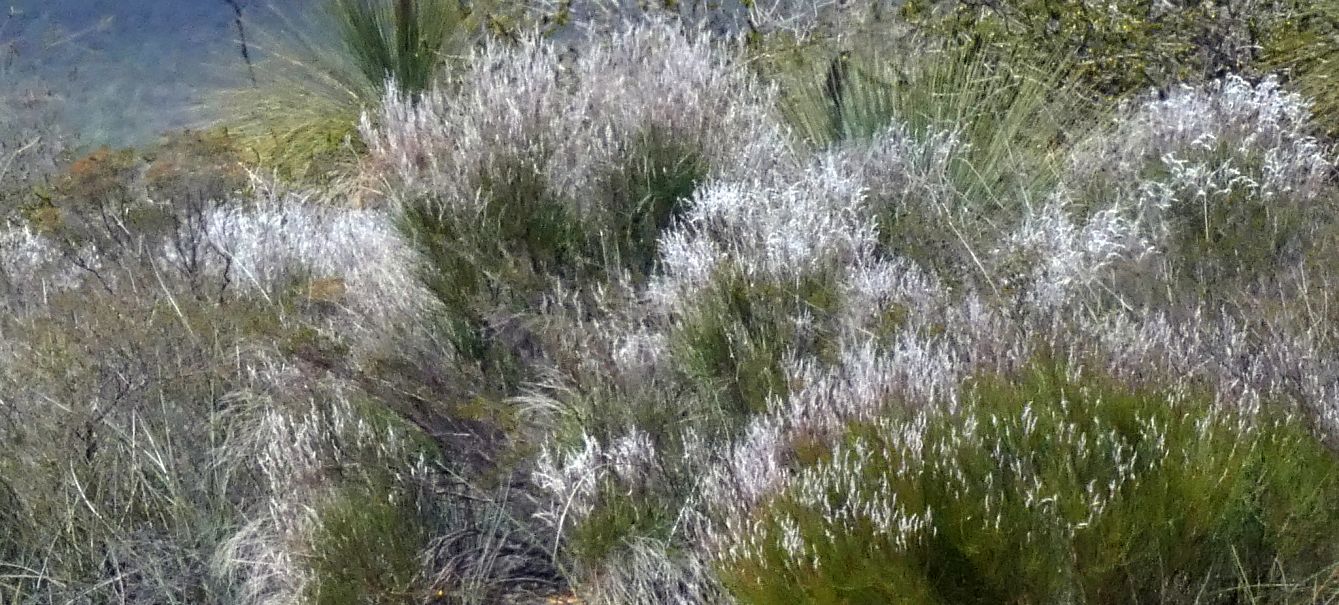 Dall''Australia (WA):Conospermum cfr. stoechadis (Proteaceae)