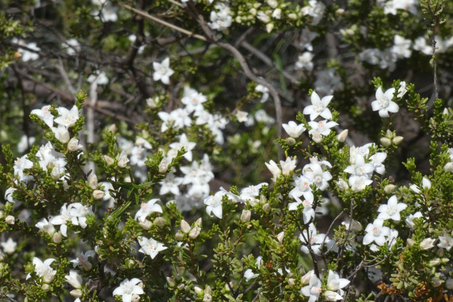 Dall''Australia (WA):  Philotheca sericea (Rutaceae)