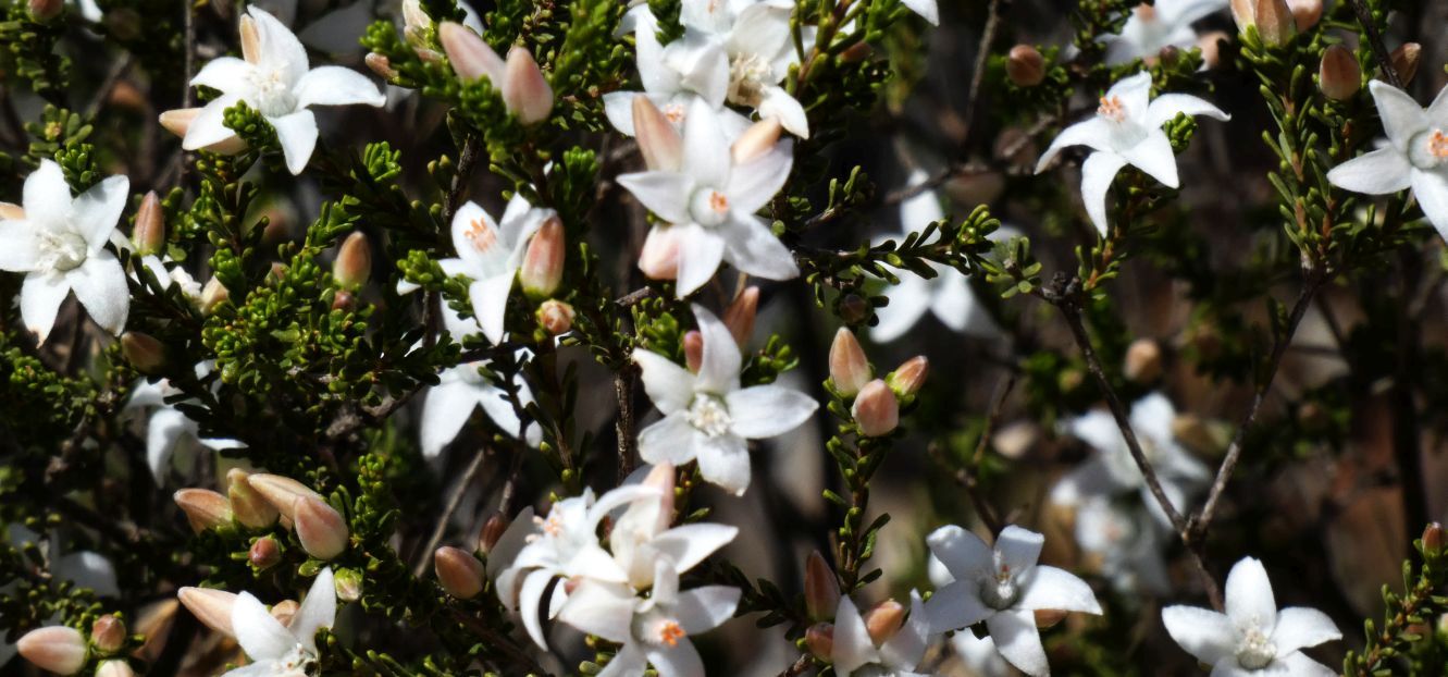 Dall''Australia (WA):  Philotheca sericea (Rutaceae)