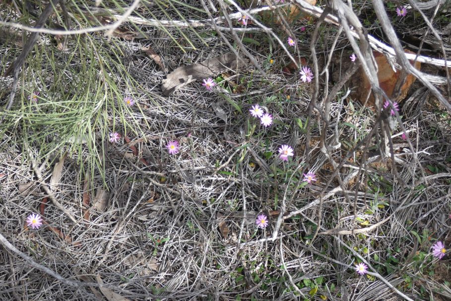 Dall''Australia (WA): Lawrencella davenportii  (Asteraceae)