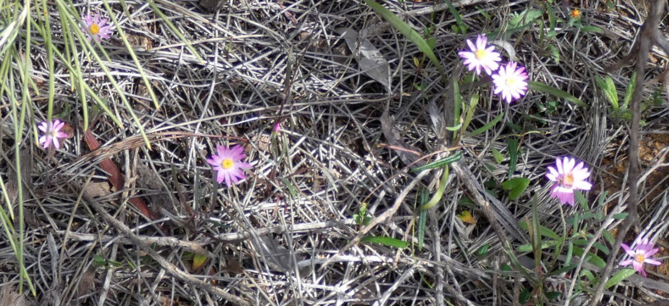 Dall''Australia (WA): Lawrencella davenportii  (Asteraceae)