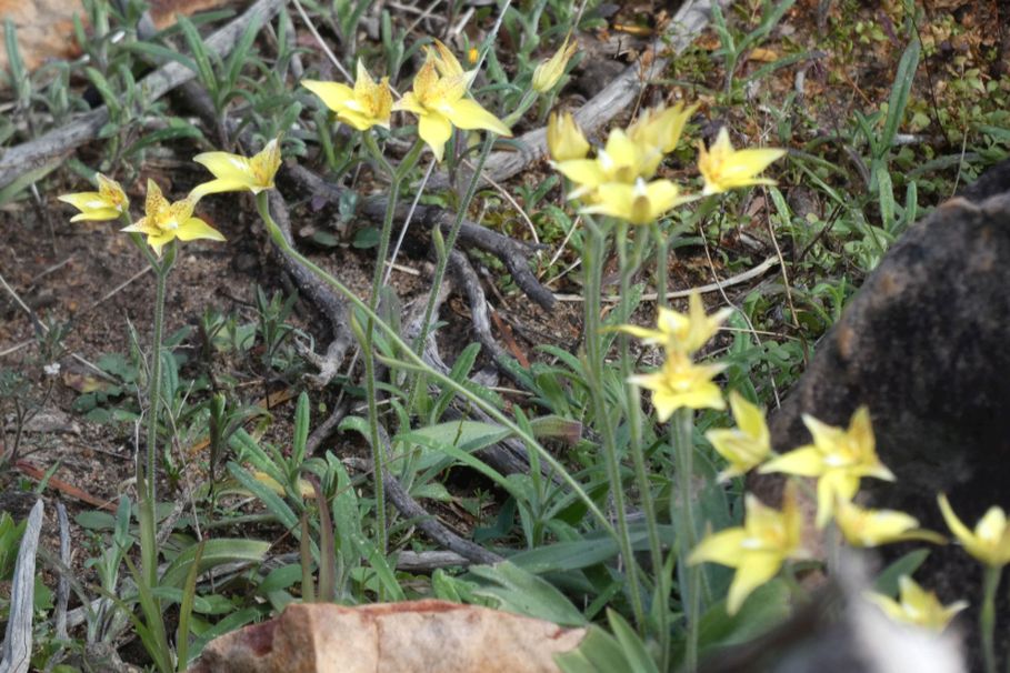 Dall''Australia (WA):  Caladenia flava (Orchidaceae)