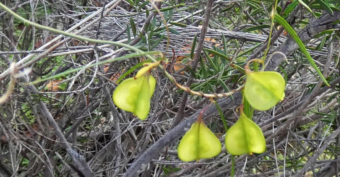 Dall''Australia (WA): Dioscorea hastifolia  (Dioscoreaceae)