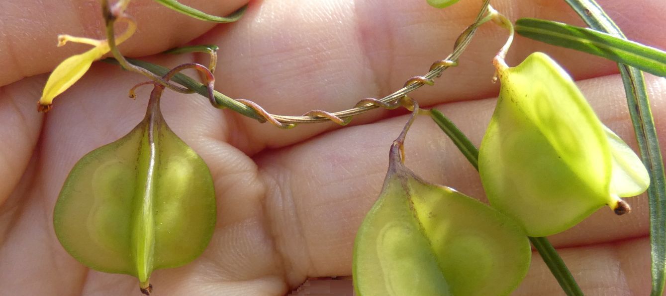 Dall''Australia (WA): Dioscorea hastifolia  (Dioscoreaceae)