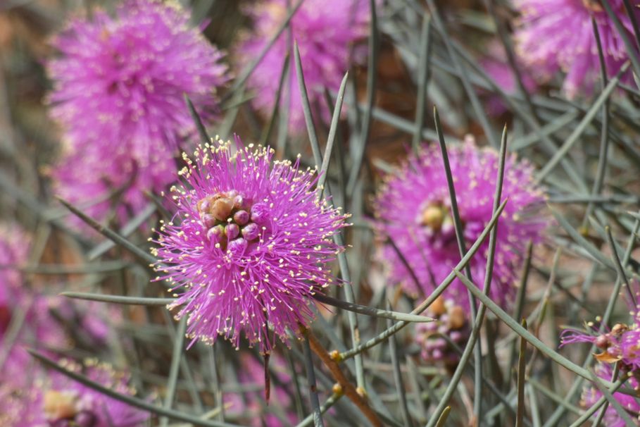 Dall''Australia (WA):  Melaleuca nematophylla (Myrtaceae)