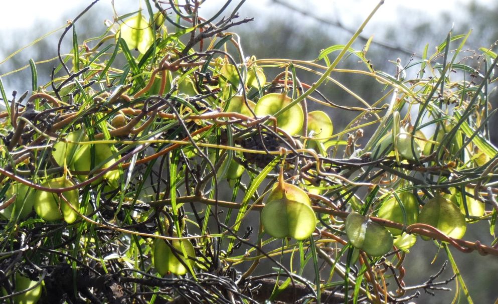 Dall''Australia (WA): Dioscorea hastifolia  (Dioscoreaceae)