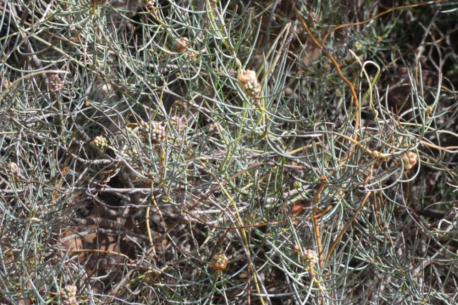 Dall''Australia (WA):  Proteaceae  sp.