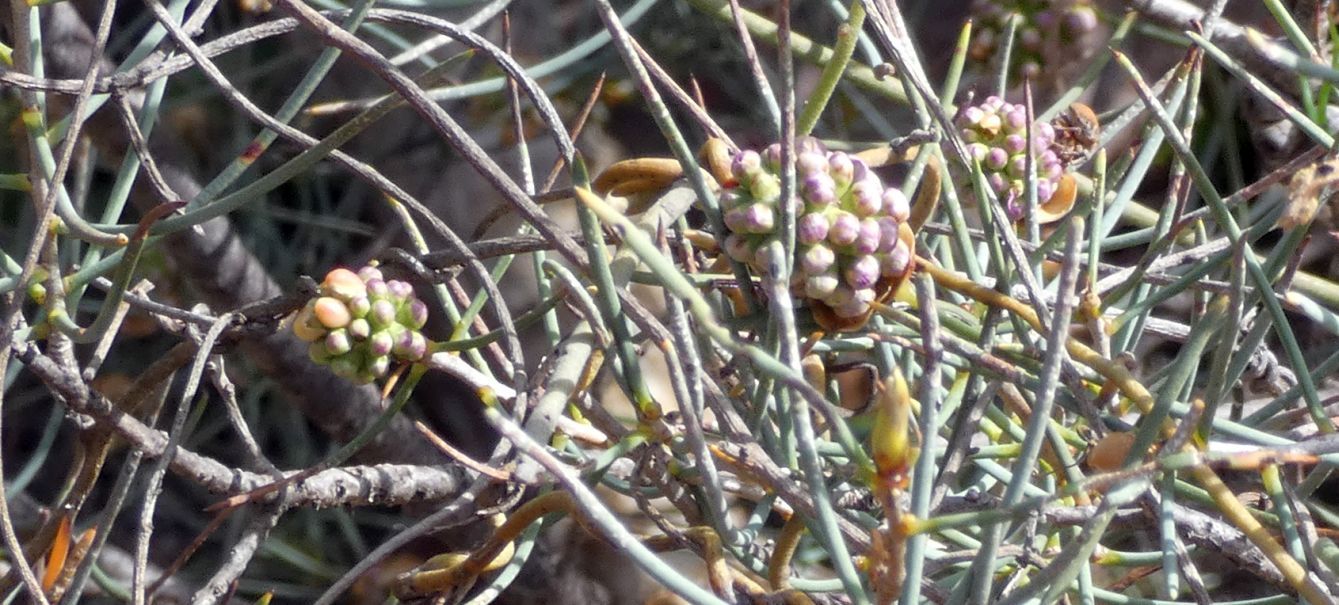 Dall''Australia (WA):  Proteaceae  sp.