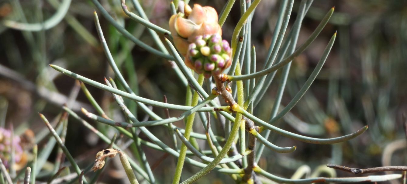 Dall''Australia (WA):  Proteaceae  sp.