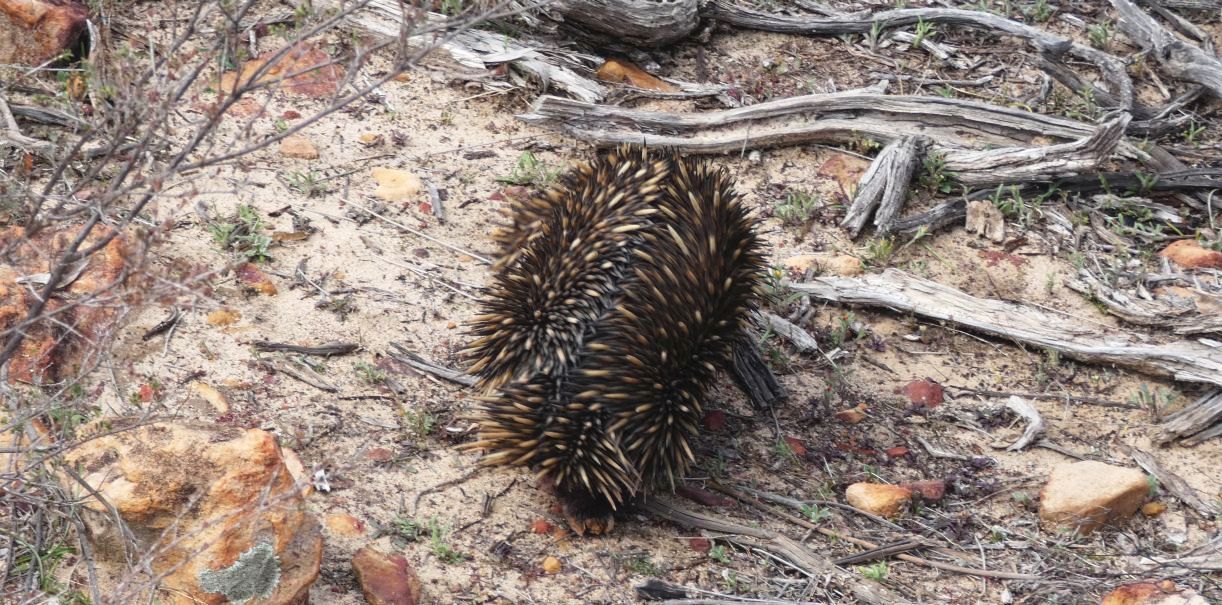 Western Australia: incontro ravvicinato con l''Echidna