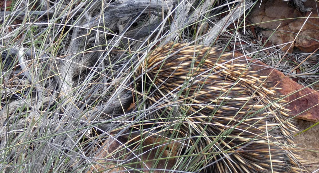 Western Australia: incontro ravvicinato con l''Echidna