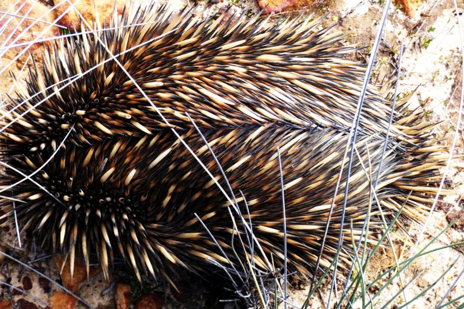 Western Australia: incontro ravvicinato con l''Echidna