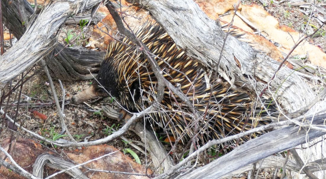 Western Australia: incontro ravvicinato con l''Echidna