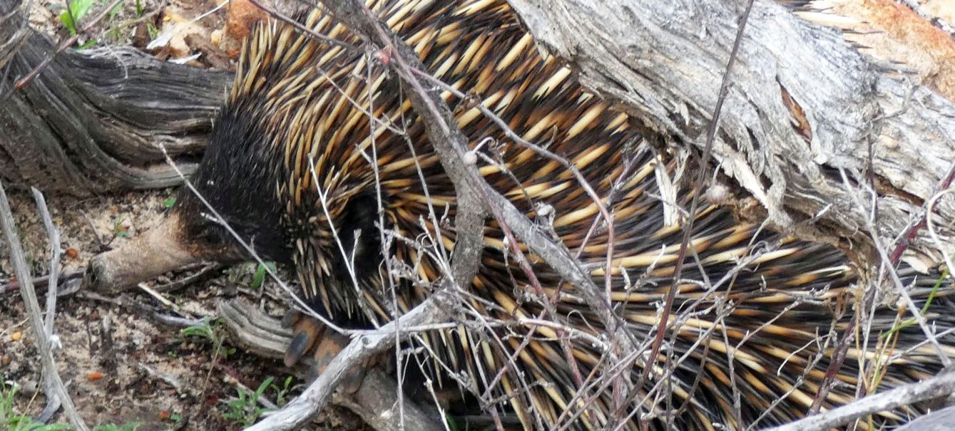 Western Australia: incontro ravvicinato con l''Echidna