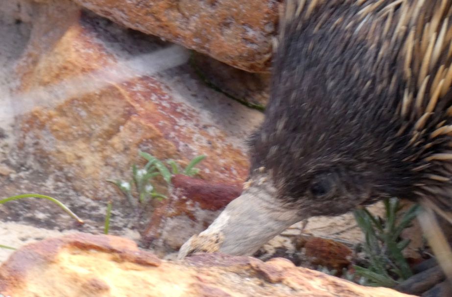 Western Australia: incontro ravvicinato con l''Echidna