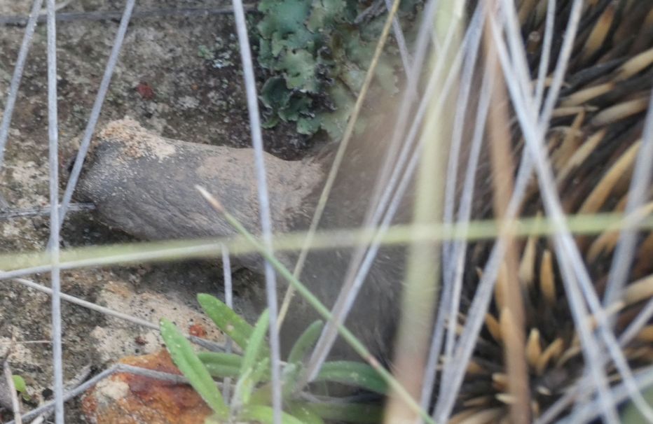 Western Australia: incontro ravvicinato con l''Echidna