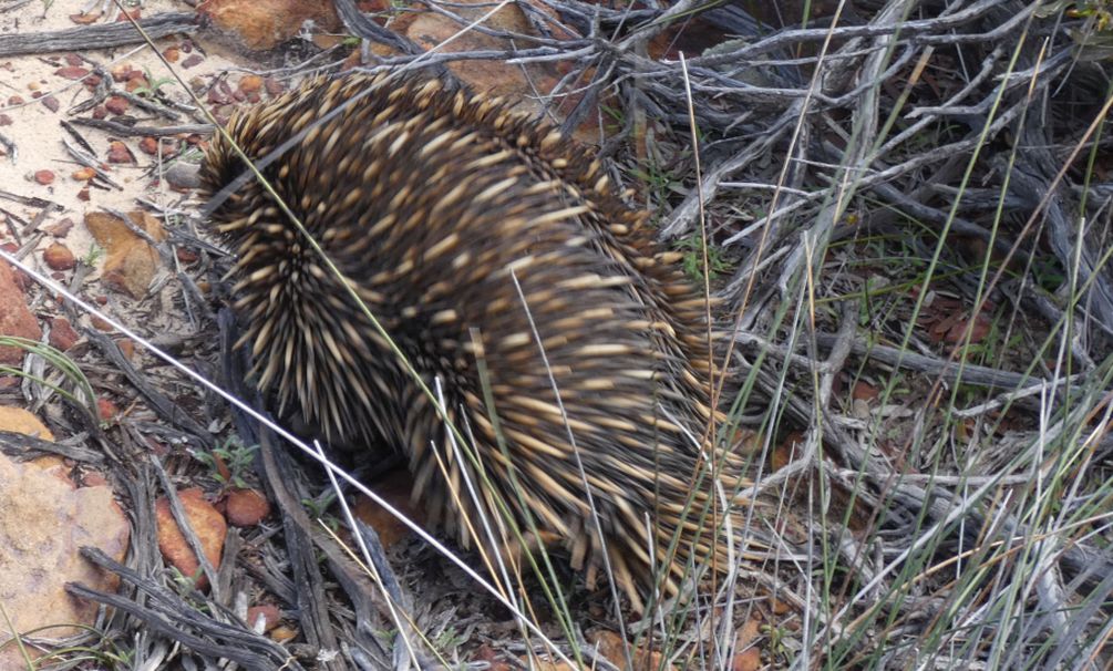 Western Australia: incontro ravvicinato con l''Echidna