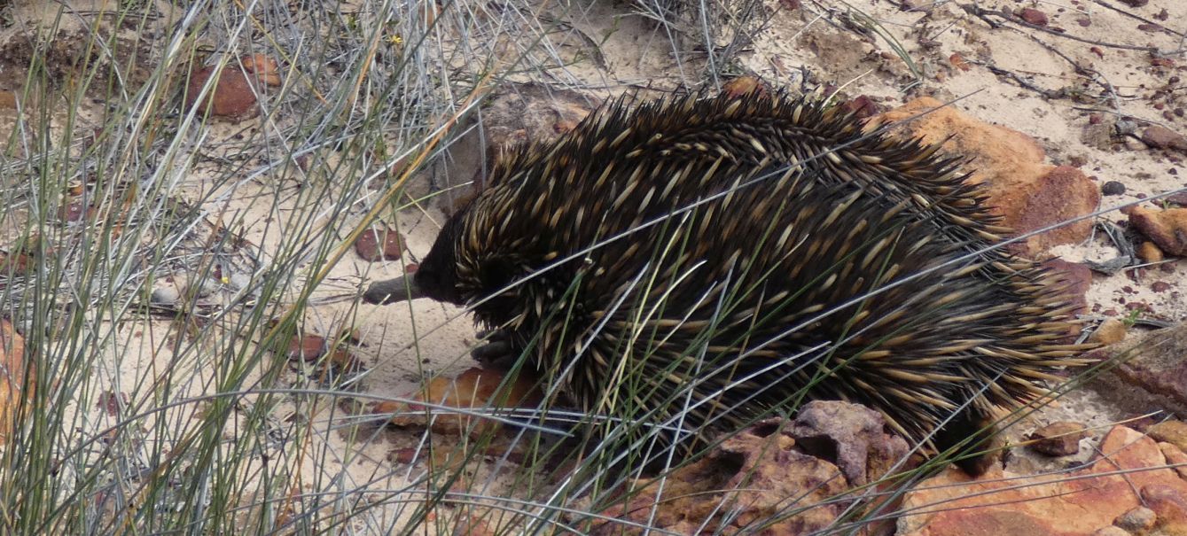 Western Australia: incontro ravvicinato con l''Echidna