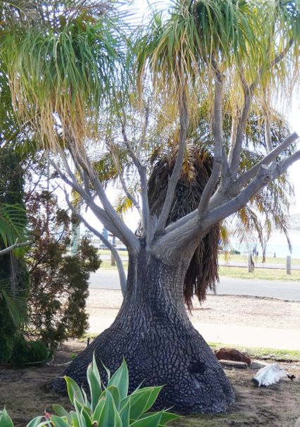 Dall''Australia (WA): Beaucarnea cfr.recurvata (Asparagaceae)