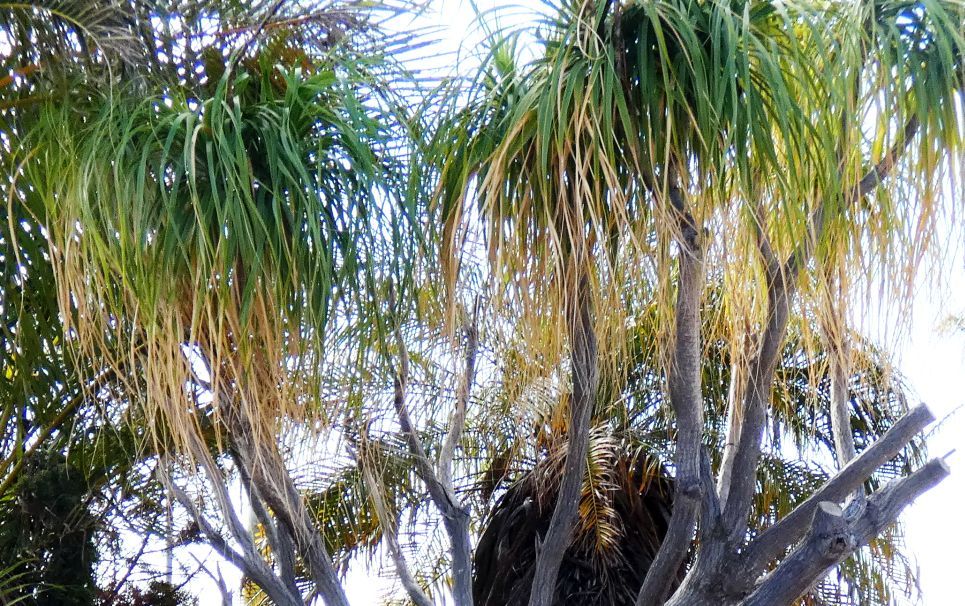 Dall''Australia (WA): Beaucarnea cfr.recurvata (Asparagaceae)