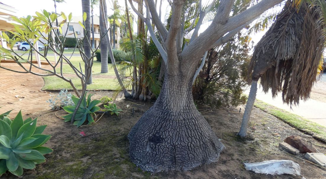 Dall''Australia (WA): Beaucarnea cfr.recurvata (Asparagaceae)