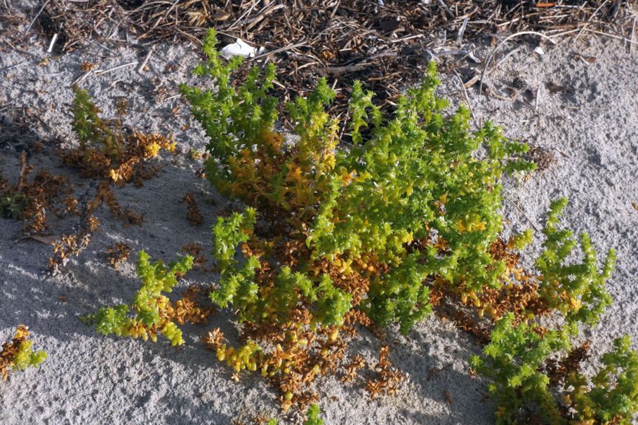 Dall''Australia (WA):  Salsola australis (Chenopodiaceae)