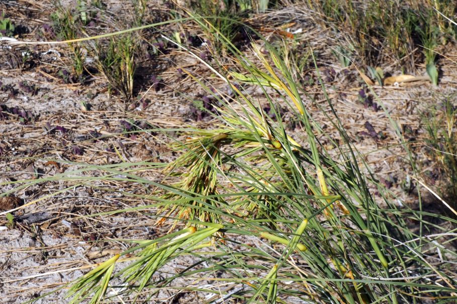 Dall''Australia (WA):  Spinifex longifolius (Poaceae)