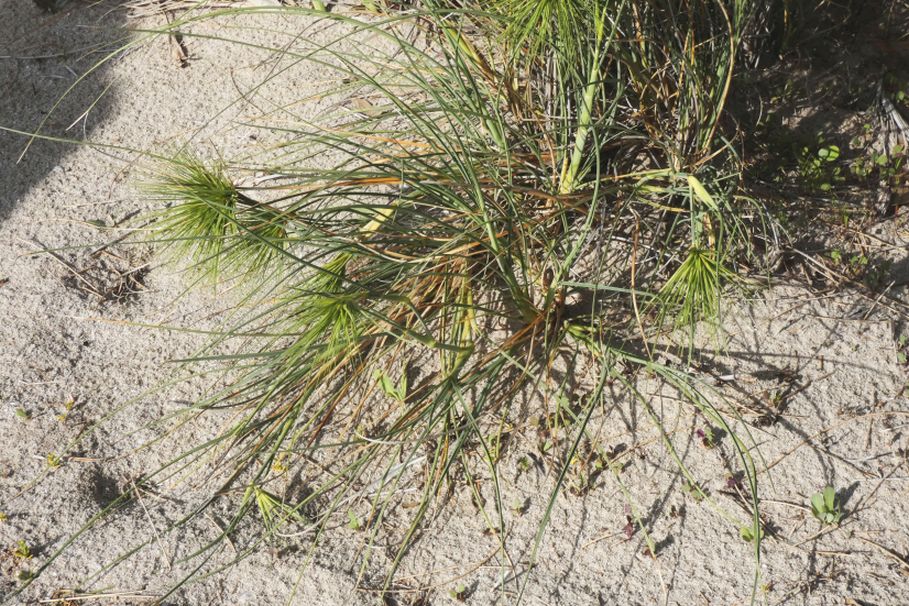 Dall''Australia (WA):  Spinifex longifolius (Poaceae)