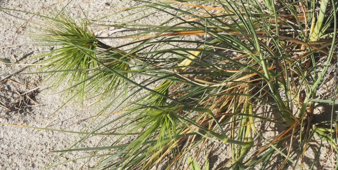 Dall''Australia (WA):  Spinifex longifolius (Poaceae)